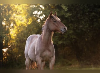 American Quarter Horse, Wallach, 3 Jahre, 148 cm, Roan-Bay