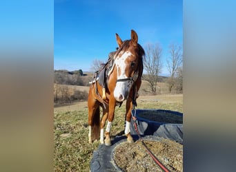 American Quarter Horse, Wallach, 3 Jahre, 148 cm, Rotbrauner