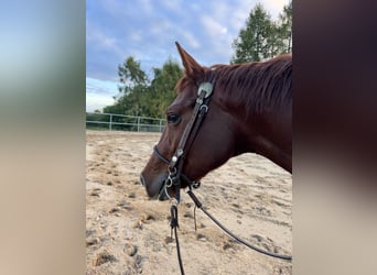 American Quarter Horse, Wallach, 3 Jahre, 149 cm, Dunkelfuchs