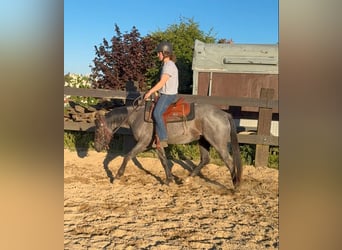 American Quarter Horse, Wallach, 3 Jahre, 149 cm, Roan-Blue