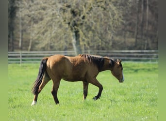 American Quarter Horse, Wallach, 3 Jahre, 150 cm, Brauner