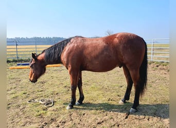 American Quarter Horse, Wallach, 3 Jahre, 150 cm, Brauner