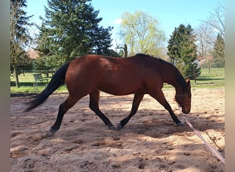 American Quarter Horse, Wallach, 3 Jahre, 150 cm, Brauner