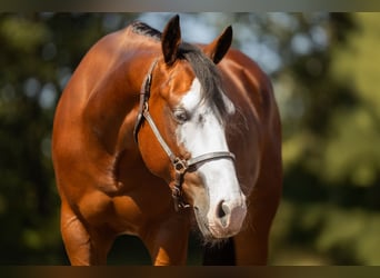 American Quarter Horse, Wallach, 3 Jahre, 150 cm, Brauner