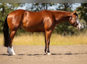 American Quarter Horse, Wallach, 3 Jahre, 150 cm, Brauner