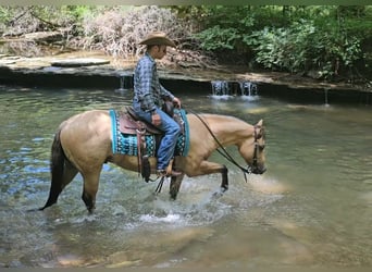 American Quarter Horse, Wallach, 3 Jahre, 150 cm, Buckskin