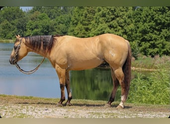 American Quarter Horse, Wallach, 3 Jahre, 150 cm, Buckskin