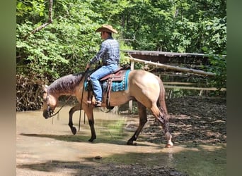 American Quarter Horse, Wallach, 3 Jahre, 150 cm, Buckskin