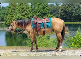 American Quarter Horse, Wallach, 3 Jahre, 150 cm, Buckskin