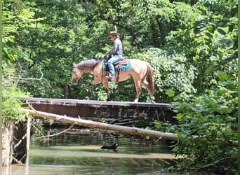 American Quarter Horse, Wallach, 3 Jahre, 150 cm, Buckskin