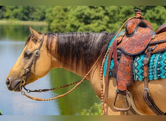 American Quarter Horse, Wallach, 3 Jahre, 150 cm, Buckskin