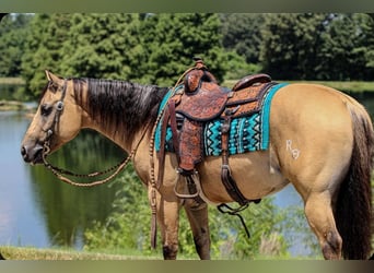 American Quarter Horse, Wallach, 3 Jahre, 150 cm, Buckskin