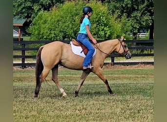 American Quarter Horse, Wallach, 3 Jahre, 150 cm, Buckskin
