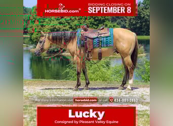 American Quarter Horse, Wallach, 3 Jahre, 150 cm, Buckskin