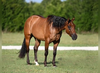 American Quarter Horse, Wallach, 3 Jahre, 150 cm, Falbe