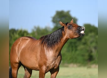 American Quarter Horse, Wallach, 3 Jahre, 150 cm, Falbe