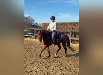 American Quarter Horse, Wallach, 3 Jahre, 150 cm, Fuchs