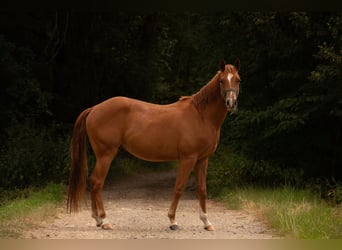 American Quarter Horse, Wallach, 3 Jahre, 150 cm, Fuchs