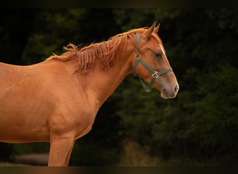 American Quarter Horse, Wallach, 3 Jahre, 150 cm, Fuchs