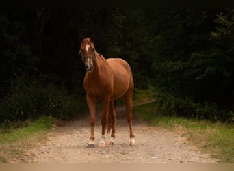 American Quarter Horse, Wallach, 3 Jahre, 150 cm, Fuchs