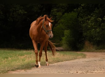 American Quarter Horse, Wallach, 3 Jahre, 150 cm, Fuchs