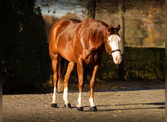American Quarter Horse, Wallach, 3 Jahre, 150 cm, Fuchs