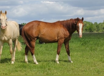 American Quarter Horse, Wallach, 3 Jahre, 150 cm, Fuchs