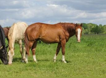 American Quarter Horse, Wallach, 3 Jahre, 150 cm, Fuchs