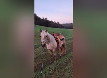 American Quarter Horse, Wallach, 3 Jahre, 150 cm, Palomino