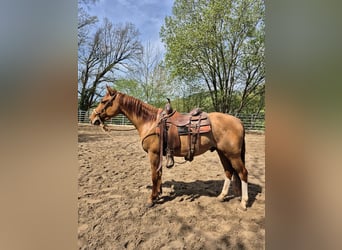 American Quarter Horse, Wallach, 3 Jahre, 150 cm, Red Dun