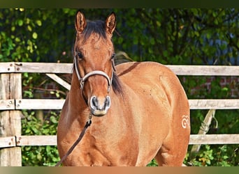 American Quarter Horse, Wallach, 3 Jahre, 150 cm