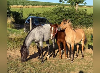 American Quarter Horse, Wallach, 3 Jahre, 150 cm, Roan-Blue