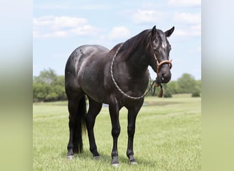American Quarter Horse, Wallach, 3 Jahre, 150 cm, Roan-Blue