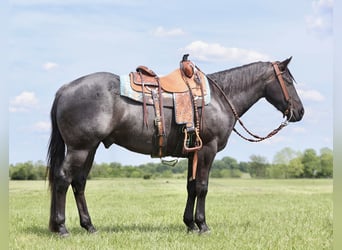 American Quarter Horse, Wallach, 3 Jahre, 150 cm, Roan-Blue
