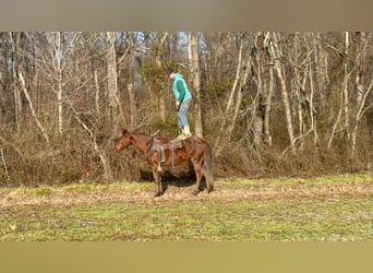 American Quarter Horse, Wallach, 3 Jahre, 150 cm, Roan-Red