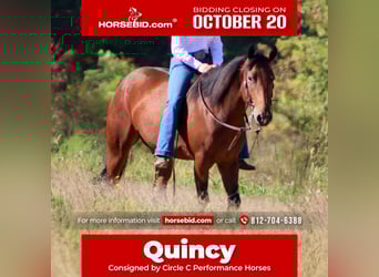 American Quarter Horse, Wallach, 3 Jahre, 150 cm, Rotbrauner