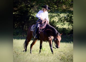 American Quarter Horse, Wallach, 3 Jahre, 150 cm, Rotbrauner