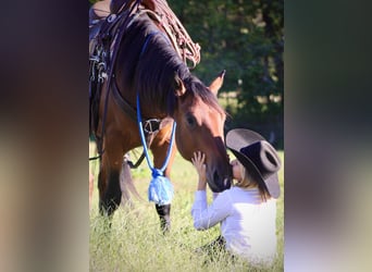 American Quarter Horse, Wallach, 3 Jahre, 150 cm, Rotbrauner