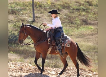American Quarter Horse, Wallach, 3 Jahre, 150 cm, Rotbrauner