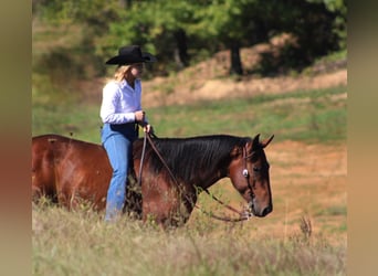 American Quarter Horse, Wallach, 3 Jahre, 150 cm, Rotbrauner