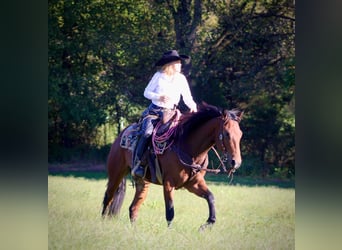 American Quarter Horse, Wallach, 3 Jahre, 150 cm, Rotbrauner
