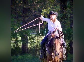 American Quarter Horse, Wallach, 3 Jahre, 150 cm, Rotbrauner