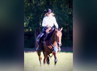 American Quarter Horse, Wallach, 3 Jahre, 150 cm, Rotbrauner