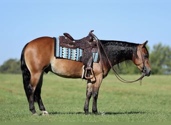 American Quarter Horse, Wallach, 3 Jahre, 150 cm, Rotbrauner