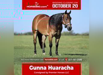 American Quarter Horse, Wallach, 3 Jahre, 150 cm, Rotbrauner