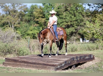 American Quarter Horse, Wallach, 3 Jahre, 150 cm, Rotbrauner