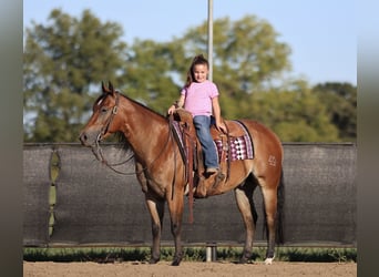 American Quarter Horse, Wallach, 3 Jahre, 150 cm, Rotbrauner