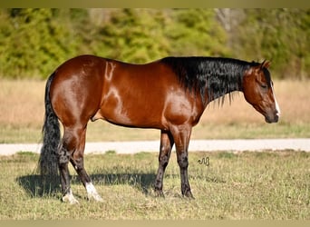 American Quarter Horse, Wallach, 3 Jahre, 150 cm, Rotbrauner