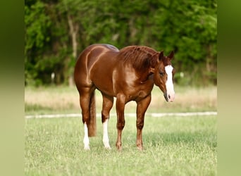 American Quarter Horse, Wallach, 3 Jahre, 150 cm, Rotfuchs