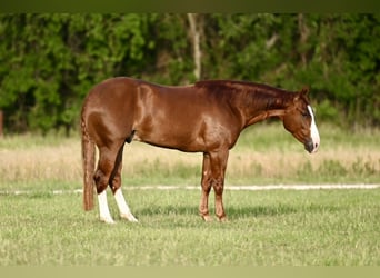 American Quarter Horse, Wallach, 3 Jahre, 150 cm, Rotfuchs